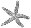 starfish_7074_th.gif