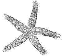 starfish_7074_lg.gif