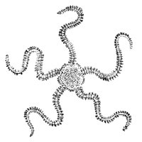 brittlestar_7076_lg.gif