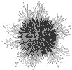 sea_urchin_7077_th.gif