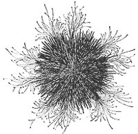 sea_urchin_7077_sm.gif
