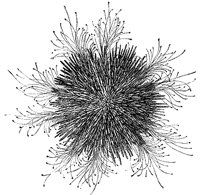 sea_urchin_7077_md.gif