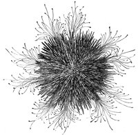 sea_urchin_7077_lg.gif