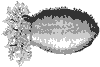 sea-cucumber_7079_th.gif