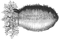 sea-cucumber_7079_md.gif