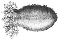 sea-cucumber_7079_lg.gif