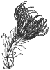 sea-lily_7080_th.gif