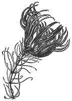 sea-lily_7080_sm.gif