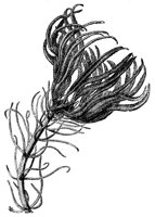 sea-lily_7080_lg.gif