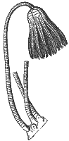 stone-lily_7081_sm.gif