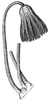 stone-lily_7081_md.gif