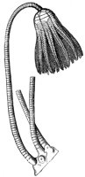 stone-lily_7081_lg.gif