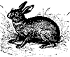 hare_7200_th.gif