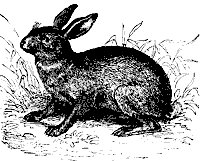 hare_7200_sm.gif