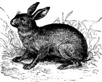 hare_7200_md.gif