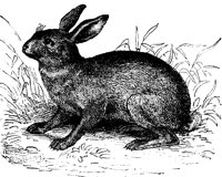 hare_7200_lg.gif