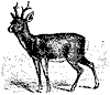 deer_7201_th.gif