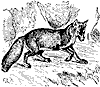 fox_7202_th.gif