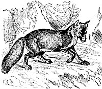 fox_7202_sm.gif