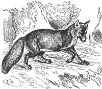 fox_7202_md.gif