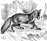 fox_7202_lg.gif