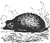 hedgehog_7203_th.gif
