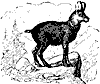 chamois_7205_th.gif