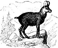 chamois_7205_sm.gif