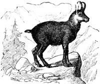 chamois_7205_lg.gif