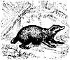 badger_7207_th.gif