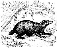 badger_7207_sm.gif