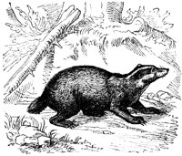 badger_7207_lg.gif
