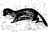 marten_7208_th.gif