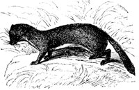 marten_7208_md.gif