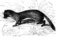 marten_7208_lg.gif
