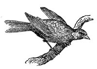 canary_7209_lg.gif