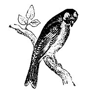 goldfinch_7210_sm.gif