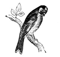 goldfinch_7210_lg.gif