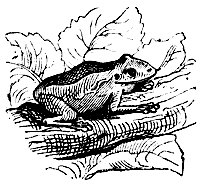 frog_7218_sm.gif