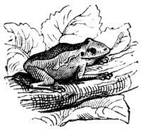 frog_7218_md.gif