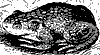 toad_7219_th.gif
