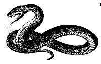 snake_7221_sm.gif