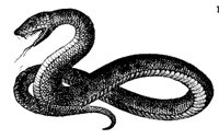 snake_7221_md.gif