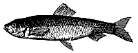 herring_7222_sm.gif
