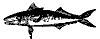 mackerel_7223_th.gif