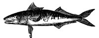 mackerel_7223_lg.gif