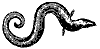 eel_7224_th.gif