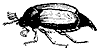 may-beetle_7225_th.gif