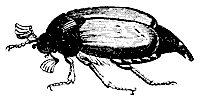 may-beetle_7225_sm.gif