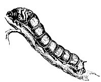 silkworm_7227_sm.gif